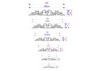 a series of ornate designs or patterns, each accompanied by a set of measurements in centimeters. The designs vary in size, ranging from small to large, and are arranged in a descending order. The measurements provided indicate the size of each design, allowing for a clear understanding of the differences in scale between the various patterns.