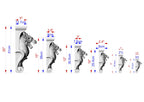 a series of seven lion sculptures, each with a different size and height, ranging from 5" to 18" tall. The sculptures are arranged in a row, with the tallest one on the left and the shortest one on the right. The image provides measurements for each sculpture, including the height and width, in both inches and centimeters.